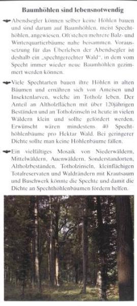 Faltblatt 'Der Große Abendsegler' (Seite 5)